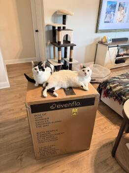 Moo Moo & Butter -  Domestic Short Hair Cat Available for Adoption in Clarksville, Tennessee - Moo Moo & Butter | PetCurious