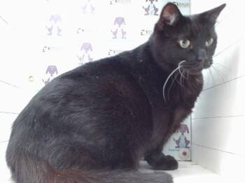 TOMMY -  Domestic Short Hair Cat for Adoption in Orlando, Florida - TOMMY | PetCurious