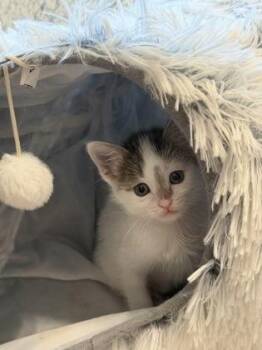 Domestic Short Hair Cats Available for Adoption in Fort Worth, Texas - Miel | PetCurious