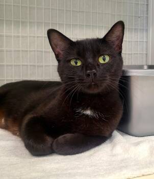 Lucille -  American Shorthair Cat for Adoption in Kirkland, Washington - Lucille | PetCurious