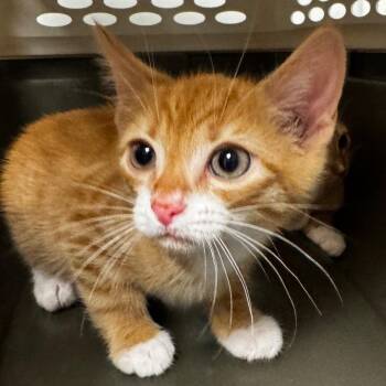 Yield -  Domestic Short Hair Cat for Adoption in Concord, North Carolina - Yield | PetCurious