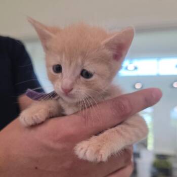 Domestic Short Hair Cats Available for Adoption in Chapel Hill, North Carolina - Mikey | PetCurious