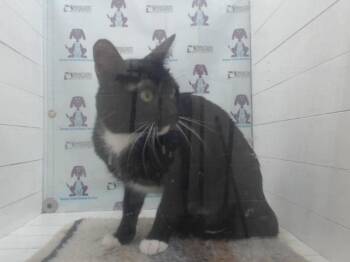 A600482 -  Domestic Short Hair Cat for Adoption in Orlando, Florida - A600482 | PetCurious
