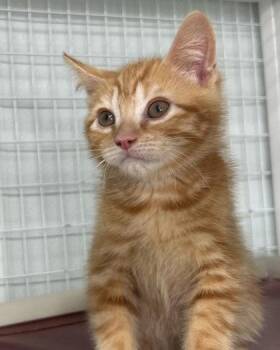 Felix -  Domestic Short Hair Cat for Adoption in Elmira, New York - Felix | PetCurious