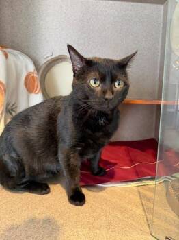 Domestic Short Hair Cats Available for Adoption - Lailai | PetCurious