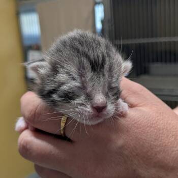 Angelica -  Domestic Short Hair Cat Available for Adoption in Huntsville, Arkansas - Angelica | PetCurious