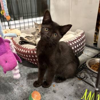 Tuna -  Domestic Short Hair Cat for Adoption in East Amherst, New York - Tuna | PetCurious