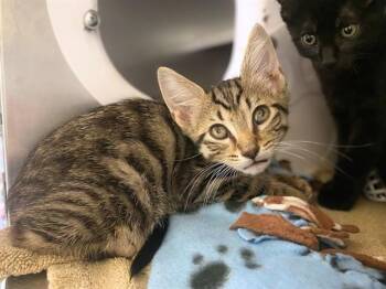 HONEY DEW -  Domestic Short Hair Cat for Adoption in Fort Wayne, Indiana - HONEY DEW | PetCurious