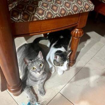 King-Kat -  Domestic Short Hair Cat for Adoption in Tampa, Florida - King-Kat | PetCurious