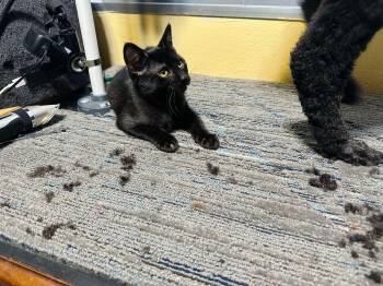 Rescue Domestic Short Hair Cats for Adoption in Sioux Falls, South Dakota - Bat | PetCurious