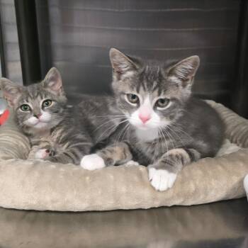 Kentucky Wonder -  Domestic Short Hair Cat for Adoption in Falls Church, Virginia - Kentucky Wonder | PetCurious