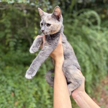 Ravioli -  American Shorthair Cat for Adoption in Helena, Alabama - Ravioli | PetCurious