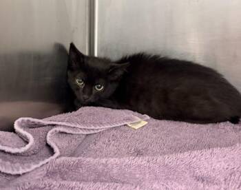 Sistah (with Brudda) -  Domestic Short Hair Cat for Adoption in Richmond, Virginia - Sistah (with Brudda) | PetCurious