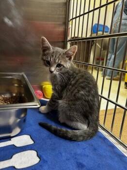 Domestic Short Hair Cats Available for Adoption in Chambersburg, Pennsylvania - Gnocchi | PetCurious