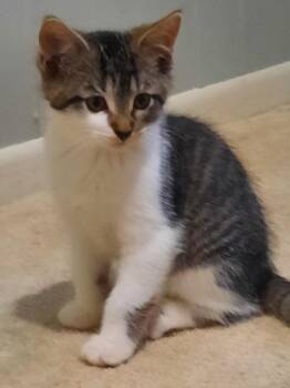 Domestic Short Hair Cats Available for Adoption in Wheaton, Illinois - Gosling | PetCurious