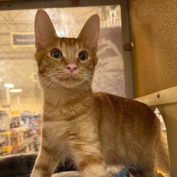 Ernie -  Domestic Short Hair Cat for Adoption in Desert Hot Springs, California - Ernie | PetCurious