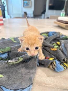 Sedi -  Domestic Short Hair Cat for Adoption in Magnolia, Texas - Sedi | PetCurious