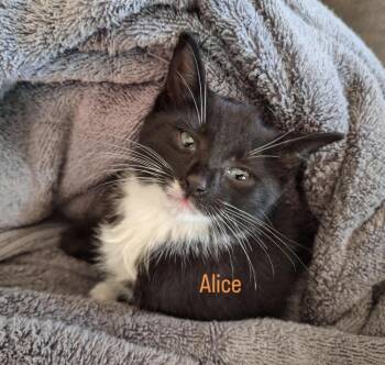 Alice -  Domestic Short Hair Cat for Adoption - Alice | PetCurious