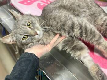 Domestic Short Hair Cats Available for Adoption in Fort Wayne, Indiana - MR. JONES | PetCurious