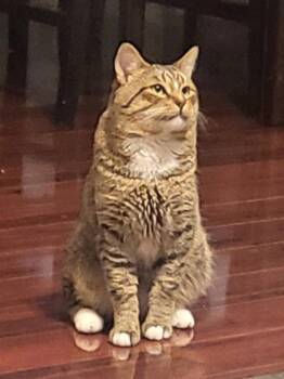 Haru -  Domestic Short Hair Cat for Adoption in St. Helens, Oregon - Haru | PetCurious