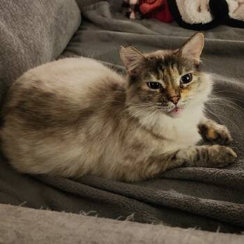 Rescue Siamese Cats for Adoption in Fort Worth, Texas - Nori | PetCurious