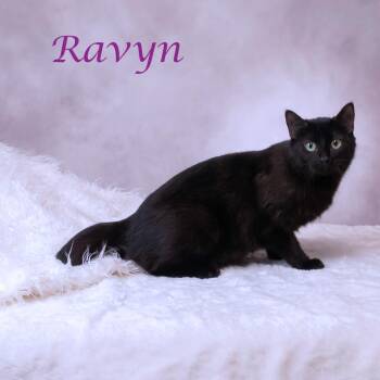 Ravyn C26-154 -  Domestic Short Hair Cat for Adoption in Lebanon, Tennessee - Ravyn C26-154 | PetCurious