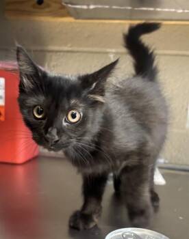 Domestic Short Hair Cats Available for Adoption - SUNDAE | PetCurious