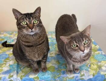 Gal & Gat -  Tabby and Abyssinian Cat for Adoption in Manitou Springs, Colorado - Gal & Gat | PetCurious