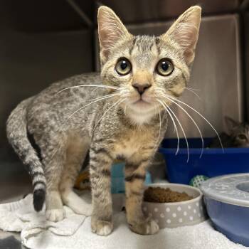 Channing & Tatum (Bonded) -  Domestic Short Hair Cat for Adoption in La Grange Park, Illinois - Channing & Tatum (Bonded) | PetCurious