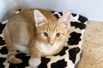 Rex -  Domestic Short Hair Cat for Adoption in Lincoln, Nebraska - Rex | PetCurious