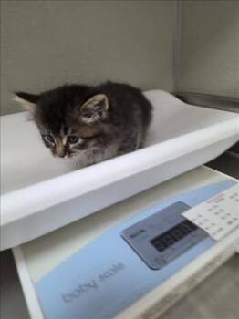 Domestic Medium Hair Cats Available for Adoption in Tracy, California - A047190 | PetCurious