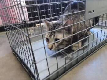 Domestic Short Hair Cats Available for Adoption in Tulsa, Oklahoma - WAFFLES | PetCurious