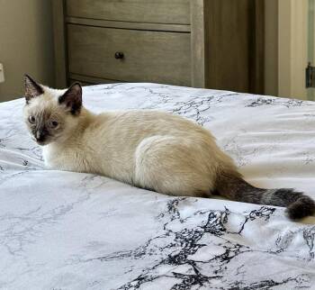 Munchkin -  Siamese Cat for Adoption in Lafayette, Colorado - Munchkin | PetCurious