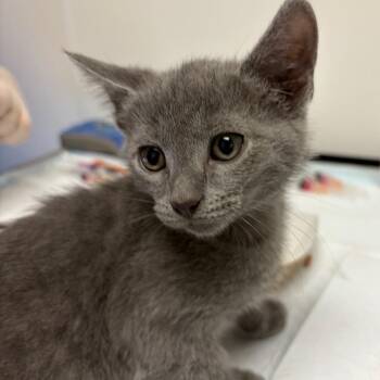Flint -  Domestic Short Hair Cat for Adoption in Nashville, Tennessee - Flint | PetCurious