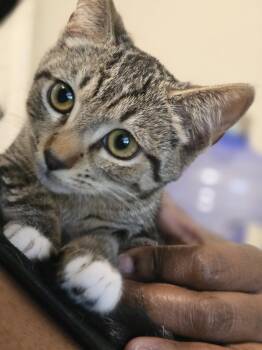 Domestic Short Hair Cats Available for Adoption in Zephyrhills, Florida - Pepper (6176) | PetCurious