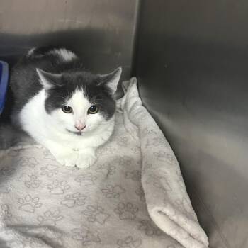 Domestic Short Hair Cats Available for Adoption in Idaho Falls, Idaho - Jam | PetCurious