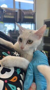 BETHSHEBA -  Domestic Short Hair Cat for Adoption in San Antonio, Texas - BETHSHEBA | PetCurious