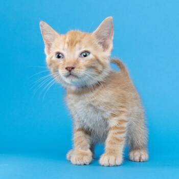 Jones -  Domestic Short Hair Cat for Adoption in Franklin, Tennessee - Jones | PetCurious