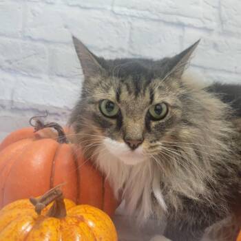 Rescue Domestic Medium Hair Cats for Adoption in Harrisonburg, Virginia - Felice | PetCurious