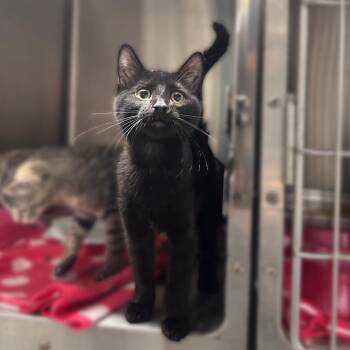 Wolverine -  Domestic Short Hair Cat for Adoption in Davenport, Iowa - Wolverine | PetCurious