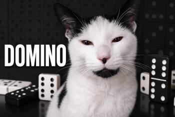 Domino (FCID# 05/04/2026 - 29 West Chester PS) -  Domestic Short Hair Cat Available for Adoption in Greenville, Delaware - Domino (FCID# 05/04/2026 - 29 West Chester PS) | PetCurious