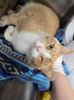 Arlo FKA Alex -  Domestic Short Hair Cat for Adoption in West Chester, Pennsylvania - Arlo FKA Alex | PetCurious