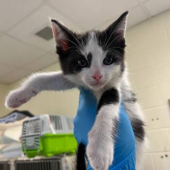 Domestic Short Hair Cats Available for Adoption in Charlottesville, Virginia - Legends Of The Hidden Temple | PetCurious