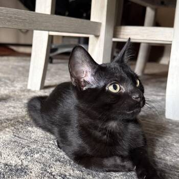 Midnight -  Domestic Short Hair Cat for Adoption in Crowley, Texas - Midnight | PetCurious