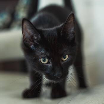 Bertha (f) black 3mths DSH. -  Domestic Short Hair Cat for Adoption in Ottawa, Ontario - Bertha (f) Black 3mths DSH. | PetCurious