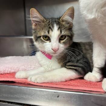 Rescue Domestic Medium Hair Cats for Adoption in San Jacinto, California - Belle | PetCurious