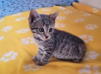 Domestic Short Hair Cats Available for Adoption in Pueblo, Colorado - COWBOY | PetCurious