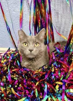 Domestic Short Hair and Russian Blue Cats Available for Adoption - Mauve (pre Adopt) | PetCurious