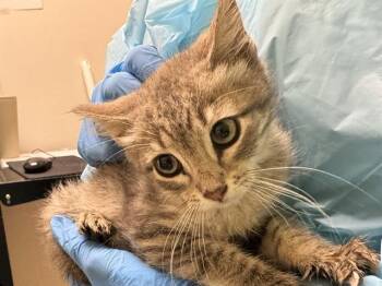 THIMBLE -  Domestic Short Hair Cat for Adoption in Pueblo, Colorado - THIMBLE | PetCurious