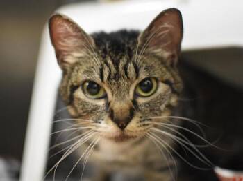 Jodi Jayne -  Domestic Short Hair Cat for Adoption in Portland, Oregon - Jodi Jayne | PetCurious